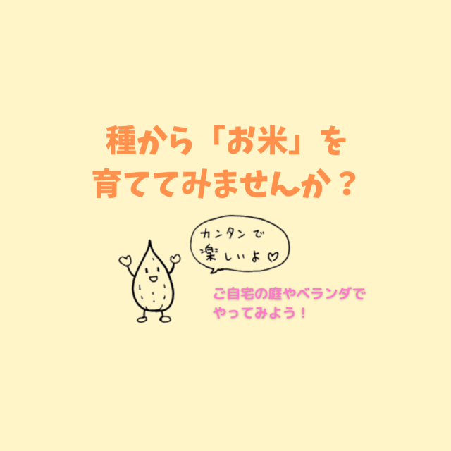 種もみからお米を育てよう