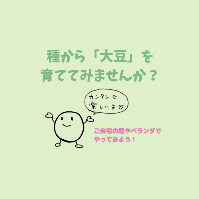 おうちで大豆栽培